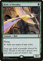 Birds of Paradise