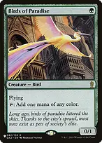 Birds of Paradise