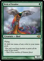 Birds of Paradise